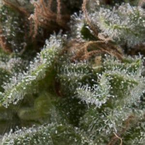 Auto Lennon cannabis seeds – Indica Dominant – Euphoric – Female seeds – image 1 from Seed City