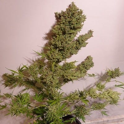 Auto Malawi x NL cannabis seeds – 50% Indica/50% Sativa – Narcotic – Auto-Flowering – image 2 from Seed City