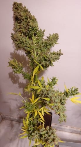 Auto Malawi x NL from Ace Seed bank