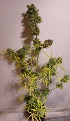 showing Honey – Auto-Flowering – Outdoor cultivation – image 3 – Seed City