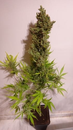 Auto Malawi x NL by Ace Seed bank – Resistant to High Temperature – Outdoor cultivation – Honey – image 4 – Seed City