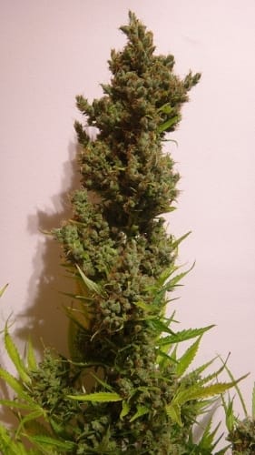Auto Malawi x NL cannabis seeds – Narcotic – Outdoor cultivation – 50% Indica/50% Sativa – image 5 from Seed City