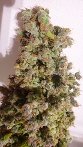 Auto Malawi x NL by Ace Seed bank – Narcotic – Resistant to High Temperature – Honey – image 6 – Seed City