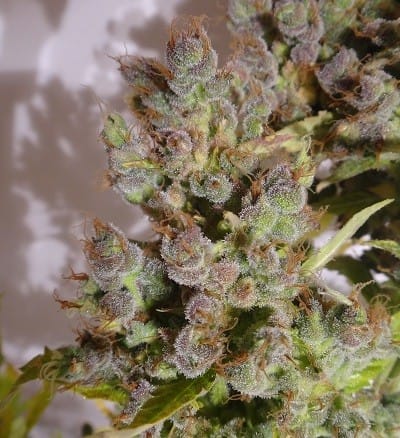 Auto Malawi x NL cannabis seeds – Resistant to High Temperature – Narcotic – Feminized – image 7 from Seed City