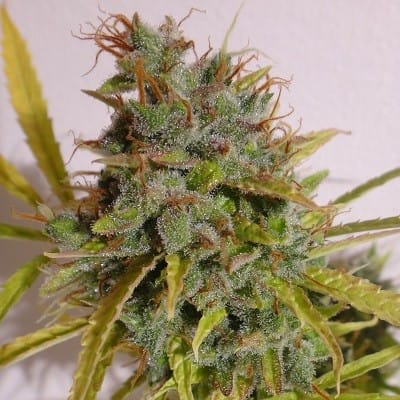 Auto-Flowering – Outdoor cultivation – Feminized – Auto Malawi x NL strain – image 8 – from Ace Seed bank via Seed City