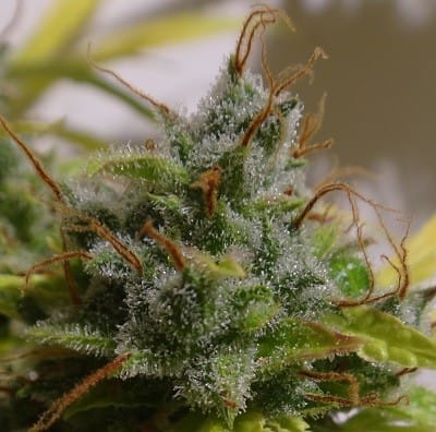 Auto Malawi x NL by Ace Seed bank – Auto-Flowering – Narcotic – Resistant to High Temperature – image 9 – Seed City