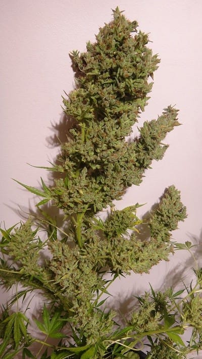 Auto Malawi x NL by Ace Seed bank – Honey – Resistant to High Temperature – Outdoor cultivation – image 1 – Seed City