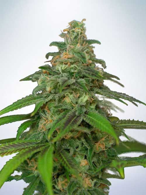 Image 1 of Auto Mandarin Haze cannabis by Ministry of Cannabis – Fruity – Uplifting – Sativa-leaning – Seed City