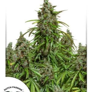 Indoor-friendly – Large yield – Auto-Flowering – Auto Mazar strain – image 1 – from Dutch Passion Seeds via Seed City