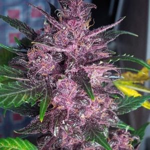 Auto Mendo Mass cannabis seeds – 50% Indica/50% Sativa – Relaxing – Female seeds – image 1 from Seed City