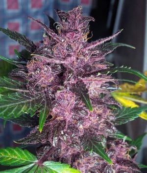 Auto Mendo Mass