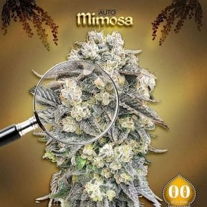 Image 1 of Auto Mimosa cannabis by OO Seeds – Auto-Flowering – Good for outdoor grow – 50% Indica/50% Sativa – Seed City
