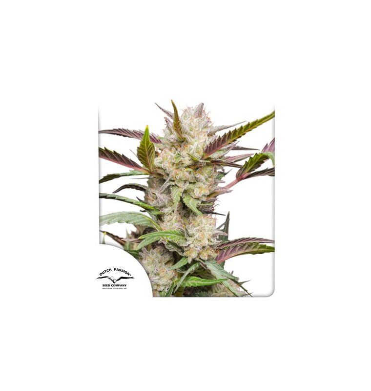 Fruity – Auto-Flowering – High Yielding – Auto Mimosa Punch strain – image 1 – from Dutch Passion Seeds via Seed City