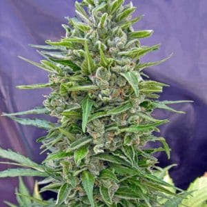 Image 1 of Auto Mix cannabis by OO Seeds – Guaranteed female plants – Auto-Flowering – Good for outdoor grow – Seed City