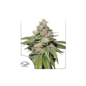 Auto Mokum's Tulip cannabis seeds – Super Strength – Guaranteed female plants – Vanilla – image 1 from Seed City