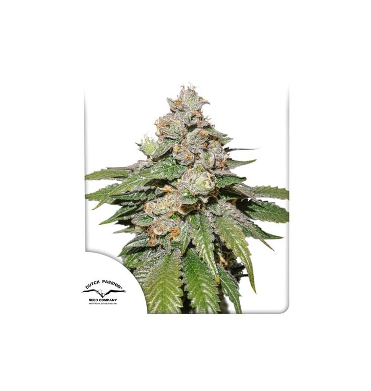 Auto Mokum's Tulip cannabis seeds – Super Strength – Guaranteed female plants – Vanilla – image 1 from Seed City