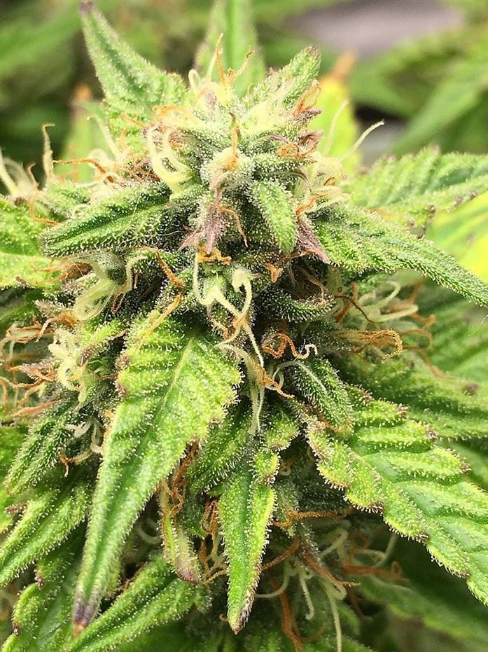 Auto Moon Fruit by Top Shelf Elite Seeds – Super Strength – Relaxing – Indoor – image 1 – Seed City