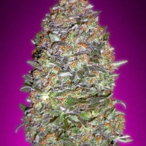 Auto NYC Diesel from Advanced Seeds