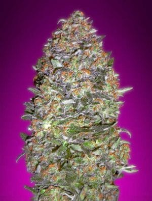 Auto NYC Diesel