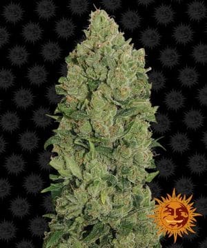 Auto NYC Diesel