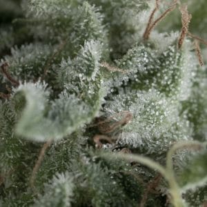 Image 1 of Auto Nefertiti cannabis by Pyramid Seeds – Outdoor – Guaranteed female plants – Auto-Flowering – Seed City