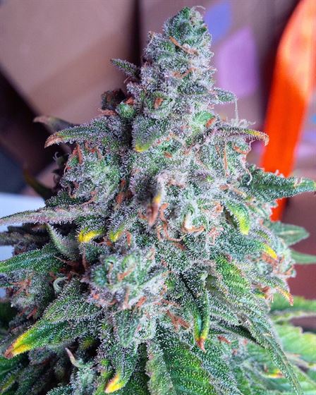 Auto Nightcrawler OG cannabis seeds – Indoor – Female seeds – Auto-Flowering – image 1 from Seed City