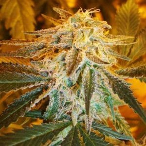 Auto Northern Light
