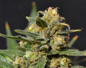 Auto Northern