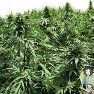 Auto Northern Hog