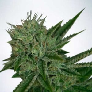 Auto Northern Lights cannabis seeds – Outdoor cultivation – Relaxing – Auto-Flowering – image 1 from Seed City