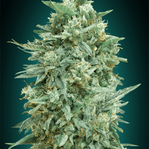 Auto Northern Lights XXL cannabis seeds – Good for outdoor grow – Auto-Flowering – Indica-heavy – image 1 from Seed City