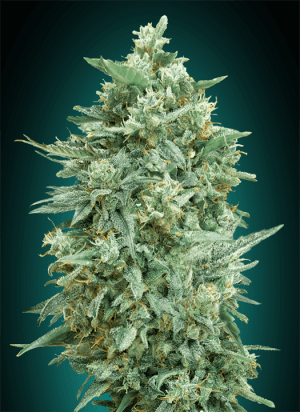 Auto Northern Lights XXL