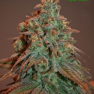 Auto Nova OG by Anesia Seeds – Spasm Relief – Auto-Flowering – Outdoor cultivation – image 1 – Seed City