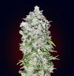 Auto OO Kush