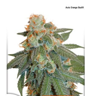 Auto Orange Bud