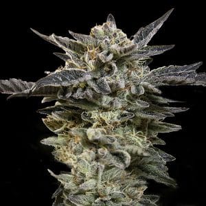 Auto Oreoz from OO Seeds