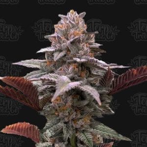 Super Strength – Citrus – Auto-Flowering – Auto Oreoz x Orange Punch strain – image 1 – from Terp Treez Co via Seed City