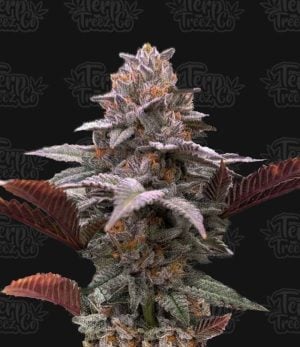 Auto Oreoz x Orange Punch