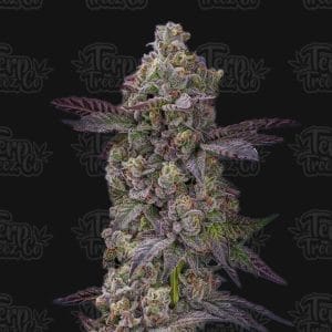 Auto Tre Lime Sorbetto cannabis seeds – Super Strength – Auto-Flowering – Indoor – image 1 from Seed City