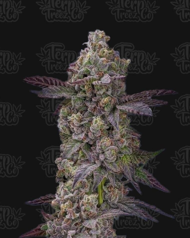 Auto Tre Lime Sorbetto cannabis seeds – Super Strength – Auto-Flowering – Indoor – image 1 from Seed City
