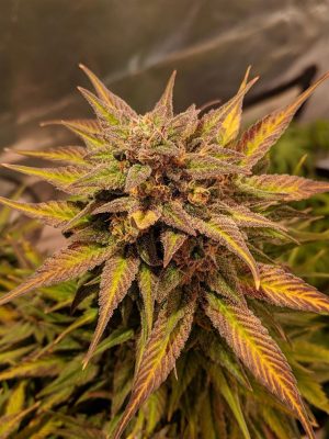 Auto Pineapple Crack
