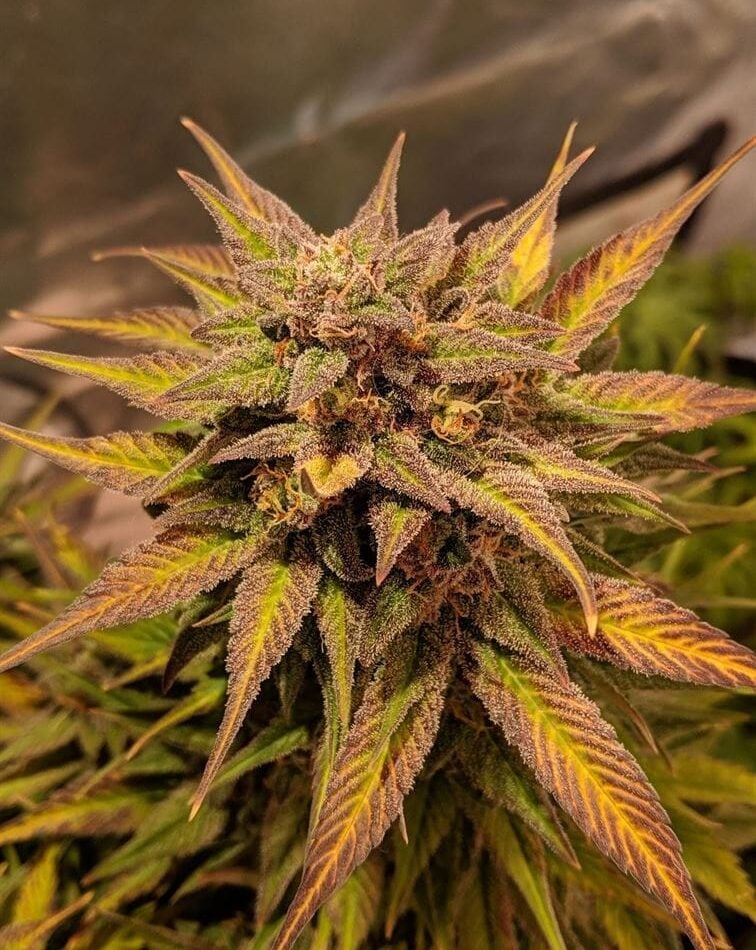 Auto Pineapple Crack cannabis seeds – Mango – Female seeds – Auto-Flowering – image 1 from Seed City