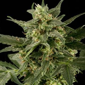 Auto Pineapple Gum