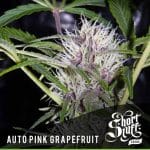 Feminized – Auto-Flowering – Narcotic – Auto Pink Grapefruit strain – image 1 – from Short Stuff Seeds via Seed City
