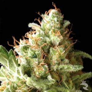 Auto Pipi by Pyramid Seeds – Feminized – Citrus – Indoor-friendly – image 1 – Seed City
