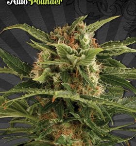 Sweet – Indoor-friendly – Body Stone – Auto Pounder strain – image 1 – from Auto Seeds via Seed City