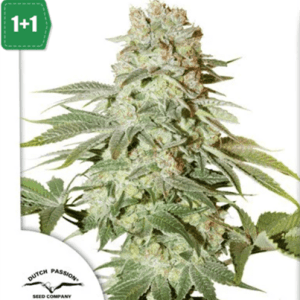 Auto Power Plant cannabis seeds – Outdoor – Auto-Flowering – High Yielding – image 1 from Seed City