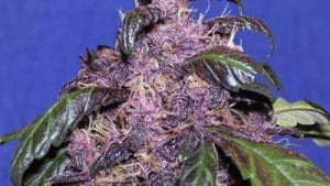 Auto Purple