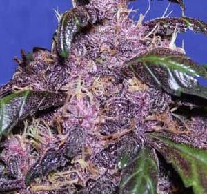 Auto Purple from Original Sensible Seeds