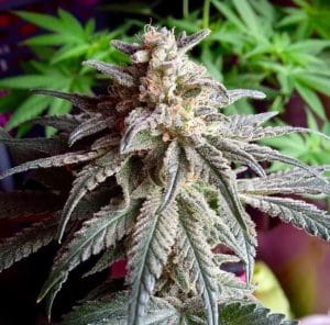 Auto Purple Dawg Mass